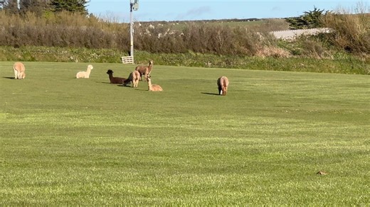 Food, food and more food! But of the right kind of course! | Mullacott Alpacas