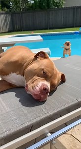 When a hyper Chihuahua turns into a beach-blasting cannonball, you know something hilarious is about to happen! 🌊😂 Watch this tiny troublemaker splash straight into the waves and completely ambush the calm, sun-bathing Pitbull who just wanted a peaceful nap. Pure comedy. Zero warnings. 100% chaos. 🤣🐶 #Chihuahua #Pitbull #FunnyDogs #DogComedy #DogMoments #DogLovers #PetHumor #FunnyAnimals #BeachDay #TinyButMighty #DogSplash #HilariousPets #ViralDogVideo | Chigukar