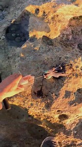 6K views · 73 reactions | Catching Squid For Bait With Ultimate Dispatching Techniques | Tiago De HOOK | Facebook