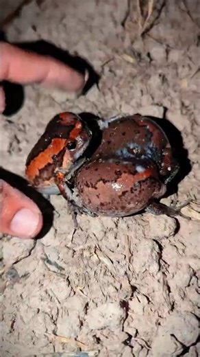 Found a lot of funny frogs | exploring catching frogs funny boing | froggy funny
