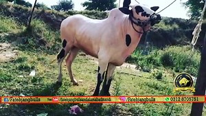 Ma shaa Allah 😍 Beauty of #Muhammad_farms 😍 #SaleCOllection2021 Location : Kallar Sayedan Contact : 03005037934 | Fateh Jang Bulls