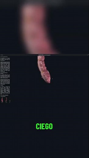 👉 ¿Qué es el Apéndice y para Qué Sirve? Descúbrelo Aquí 🔎