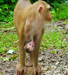 Monster monkey baby nurse much milk, Lazy to walk slowly, Sweetest milk ever | Wild Monkey Zone