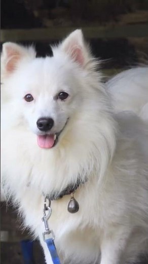 😍😍Spitz puppies sale, 1male, 3 female msg to this number 6235512011