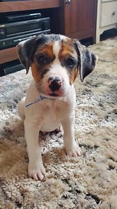 We do talk about Bruno! ❤ Bruno! is an Aussie/Heeler mix! He has the best puppy manners and is 100% cuddle bug. He loves to wrestle with his stuffie or play fetch with the best ball ever! Come meet Bruno this weekend at Lifeline Puppy Rescue. www.lifelinepuppy.org | Lifeline Puppy Rescue