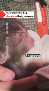 Baby macaque rescue could not survive the rainy season. A baby macaque appearing to be younger than three months old was found Wednesday night stranded on a hiking trail along Shoushan in Kaohsiung, in the midst of a rainy season. Rescuers rushed to save it and made sure to keep it warm. Unfortunately, the macaque infant did not survive after being so long out in the rain and cold. #animalrescue #macaque #kaohsiung #hiking #aww #sad #臺灣獼猴 | 民視英語新聞 Formosa News | Facebook