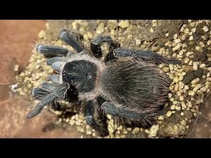 Brazilian salmon pink birdeater tarantula (Lasiodora parahybana) feeding