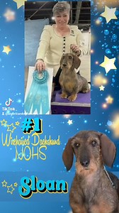 SLOAN GCHB Hobbara's Southern Cross Constellation BEST IN SHOW RESERVE BEST IN SHOW #1 WIREHAIREDDACHSHUND NOHS WKC 2024 AOM #ADF #AKC #NOHS #dachshund #wirehaireddachshund #dogs #breederownerhandler #ownerhandler | American Dog Fancier