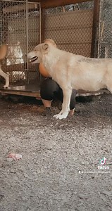 4.2K views · 526 reactions | You will always have a friend in us! Holly with Calvin and Willow the gray wolves! Save the wolves, be their voice! We promise to love and care for you! #becausewematter #savethewolves #wolves #graywolf | Because We Matter | Facebook