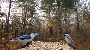 Tufted Titmice, White-breasted Nuthatch, Black-capped Chickadee | Critter Cam