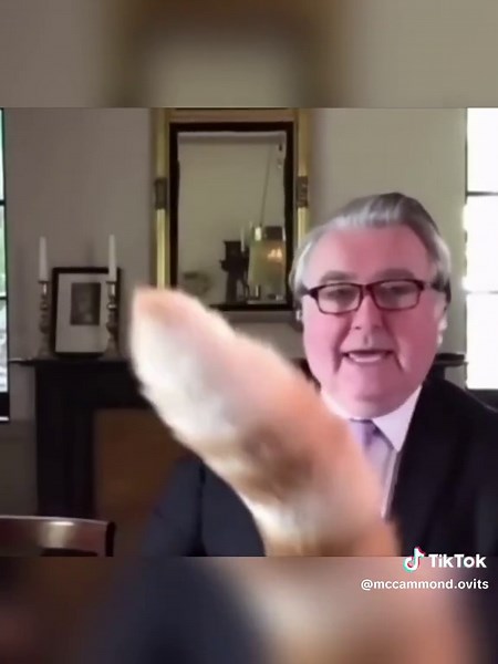 Cats taill has a brain of its own#cat#catlover#funnyvideo#viralvideo #tikto#fyp#foryou