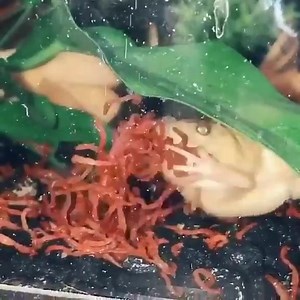 9.2K views · 84 reactions | Xenopus laevis, mais conhecida como...