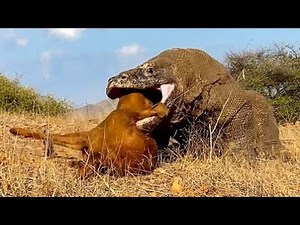 😱😱 A Small Goat Is Hypnotized by a Big Dragon. OMG😱😱#animals #wildanimals #komodo #Komodo dragons.