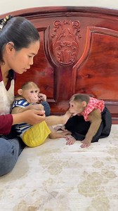 709K views · 3.7K reactions | nASTY mONKEY cHIcHI bITE pOOR baBY mONKEY iN hOME | Cute Baby Monkey | Facebook