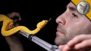 8.1K views · 121 reactions | FACE to FACE with an Eyelash Viper! #bravewilderness | Coyote Peterson | Facebook