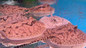 51 reactions | Cururu Stingray. Potamotrygon wallacei aka hystrix...