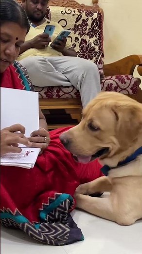 Labrador dog sits nearby his mom watching the note 🗒️