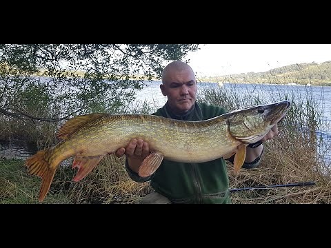 Wild Pike Camping - Bala, North Wales - Top Scoff, Karens & Esox Lucius
