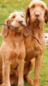 33K views · 770 reactions | Wirehaired Vizsla #hunting #DogHunter #hunterlife #huntinglegacy #hound | Hunting Legacy | Facebook