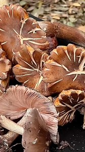 2.7K views · 31 reactions | This Weekend in Big Sur: Fungus Face Off...