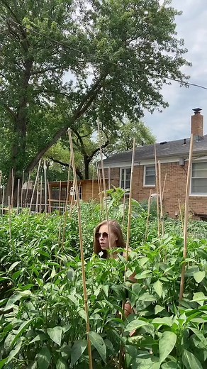 Yup feels like July 🔥 #gardenhumor #sohotinhere #backyardhomestead #backyardgarden #growyourownfood #hot #hotinhere #gardening #gardenersoftiktok #growyourown | Itsb reellis