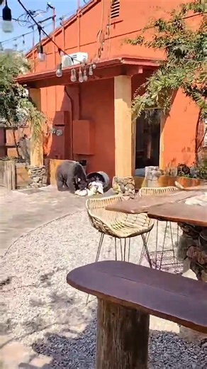 Video clip of a bear sighting in Three Rivers sent in by @taquizaselgordomichoacano | Visalia Stringer