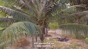 1K views · 16 reactions | On the outskirts of Dakar, Senegal’s capital, lies the Mbao Forest Reserve—a vital green space often called the green lung of the region. A group of local women, Les Femmes de Kamb, are committed to preserving the environment while creating sustainable livelihoods. Over the years, they have reclaimed part of the forest, transforming a neglected garbage dump into a thriving vegetable garden. | United Nations News | Facebook