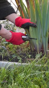 Here's a guide on the best time to cut back Iris! | Garden Lovers Club