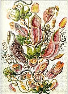 MyPuzzle Nepenthaceae - Pitcher Plant, Vintage Art Poster, Ernst Haeckel - Premium 1000 Piece Jigsaw Puzzle for Adults