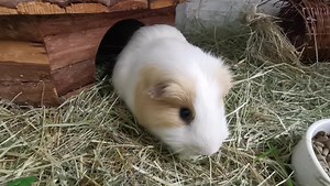 9.8K views · 1K reactions | Lunch with Smores | Cavy Corner | Facebook