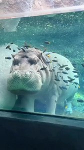 Hippos and certain fish have a symbiotic relationship where the fish eat the dead skin of the hippo and also clean them of ticks and parasites | Seazone Innovative