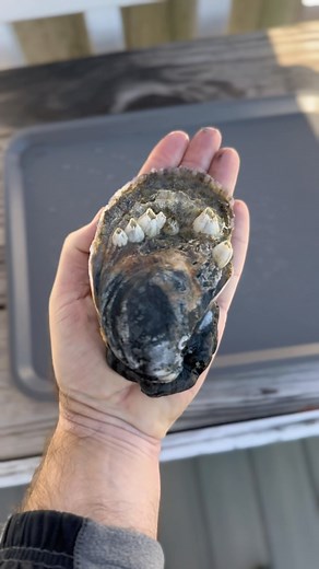 Wild Chesapeake Oyster and Valentina Hot Sauce #oyster #oystertastetest #hotsauce | By the Water