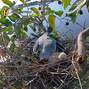 5.5K views · 414 reactions | EP46. Black-winged kite birds The mother bird has rat food for her chicks to eat in the nest. | Review Bird Nest | Facebook