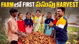 Turmeric Harvest in farm | Mad gardener