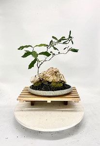 Sawtooth Oak Bonsai Tree, "home Therapy" From Samurai Bonsai - Etsy