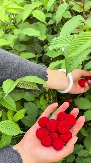 harvesting bright red ripe berries from green bushes in a beautiful garden under a clear sunny sky