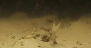 Nymph Long-tailed Mayfly Moving Wings Antennae: стоковое видео (без лицензионных платежей), 3465028851 | Shutterstock