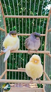 Canários gloster ✅️😃 #gloster #canary | Paraíso dos Canários Belgas