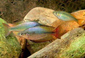 Eastern rainbowfish - Alchetron, The Free Social Encyclopedia