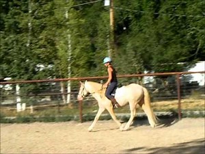 About the Spanish Barb Horse