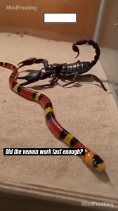 162K views · 384 reactions | The Scorpion defends its territory against the red and black threat. This stand-off proves which desert sovereign is truly unstoppable. #coralsnake #scorpion #desertlife #naturestandoff #wildencounters ⚙️ AI-generated nature dramatization — no real creatures involved. | MindFreaking | Facebook