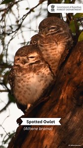 Spotted owlet (Athene brama) VC: @mohak_swarnkar #spottedowlet #athenebrama #owl #owlsofindia #wildlifephotography #birdphotography #wildlife #birdsofindia #birdsofindiansubcontinent #wildlifeplanet #wildlifeperfection #rajasthan #conservation #nature #rajasthanwildlife #wildanimals @moefccgoi @incredibleindia @wcsindia @thewcs @wccbhq @team_ebird | Rajasthan Forest Department