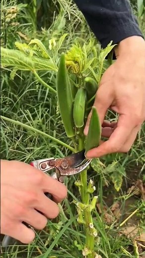 Techniques for harvesting gourds from trees