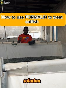 1.6K views · 37 reactions | Ideal way to use formalin for catfish...
