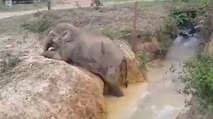 47K views · 861 reactions | This elephant is feeling the mid-week struggle. | The Telegraph | Facebook