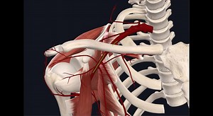 2.2K views · 51 reactions | Anatomy Mock - Upper Limb Exam Scenario - From Our OSCE Course | Coursemia | Facebook
