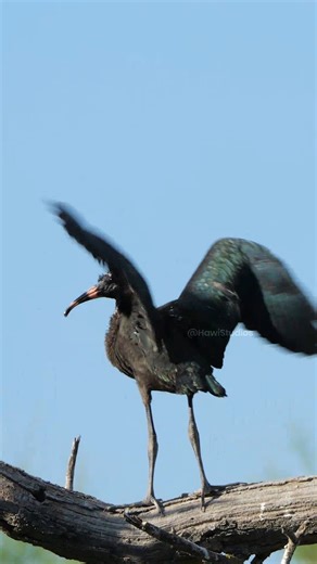 18K views · 171 reactions | Ibis bird fluttering on a tree #bird #ibis #flutter #tree #feathers #chick #nature #wildlife HA25397 | HAWI Studios | Facebook