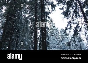 Panning snowy winter forest