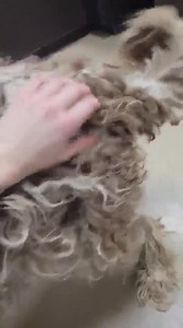 Boxer Rescue Ontario on Reels