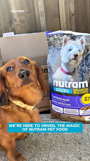 Step into a world where meals do more than just satisfy hunger. With Nutram, you're not just feeding your pets; you're elevating their health to new heights. Imagine them more vibrant, bursting with energy, and radiating wellness from within. It's not just about adding years to their life, but life to their years. Together, let's nourish their vitality and watch them thrive. - - - - #dogfacts #dogloversfeed #dogsofinstagram #dogparents #nutram #DogHealth #dogslife #dogparent #petnutrition #PetWe